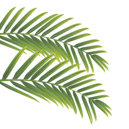 椰子树叶夏日清新元素