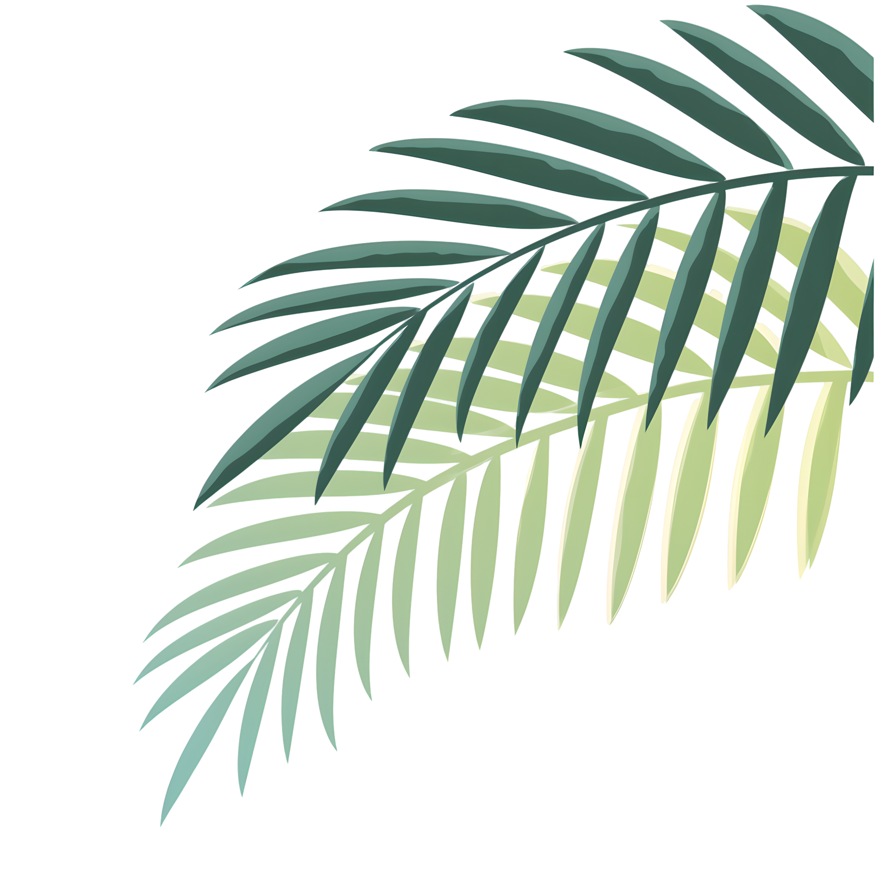 椰子树叶夏日清新插画
