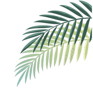 椰子树叶夏日清新插画