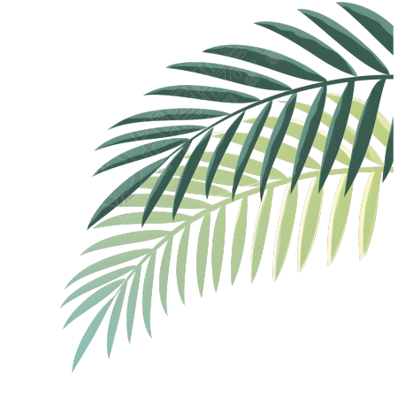 椰子树叶夏日清新插画