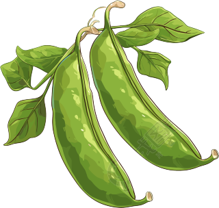 绿色扁豆矢量插图