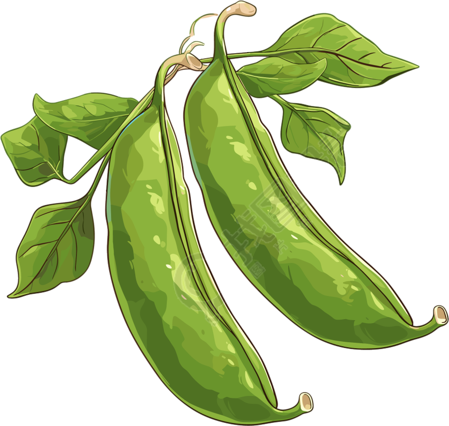 绿色扁豆矢量插图