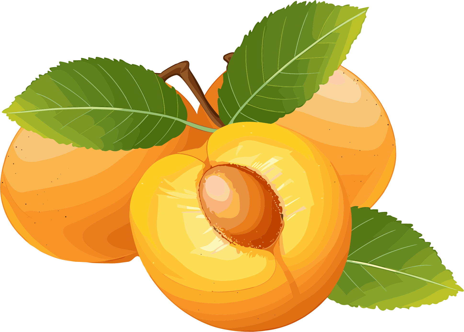 杏子透明背景素材