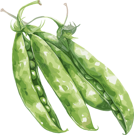 扁豆插画素材