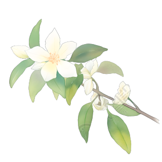 水彩植物小白花插画