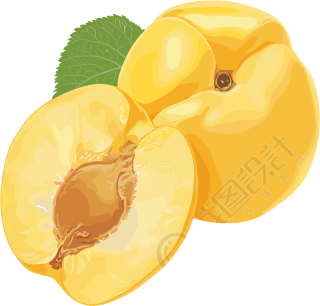 杏子矢量插画