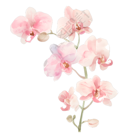 水彩植物兰花素材