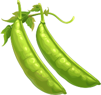 扁豆透明背景插画