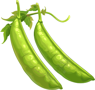 扁豆透明背景插画