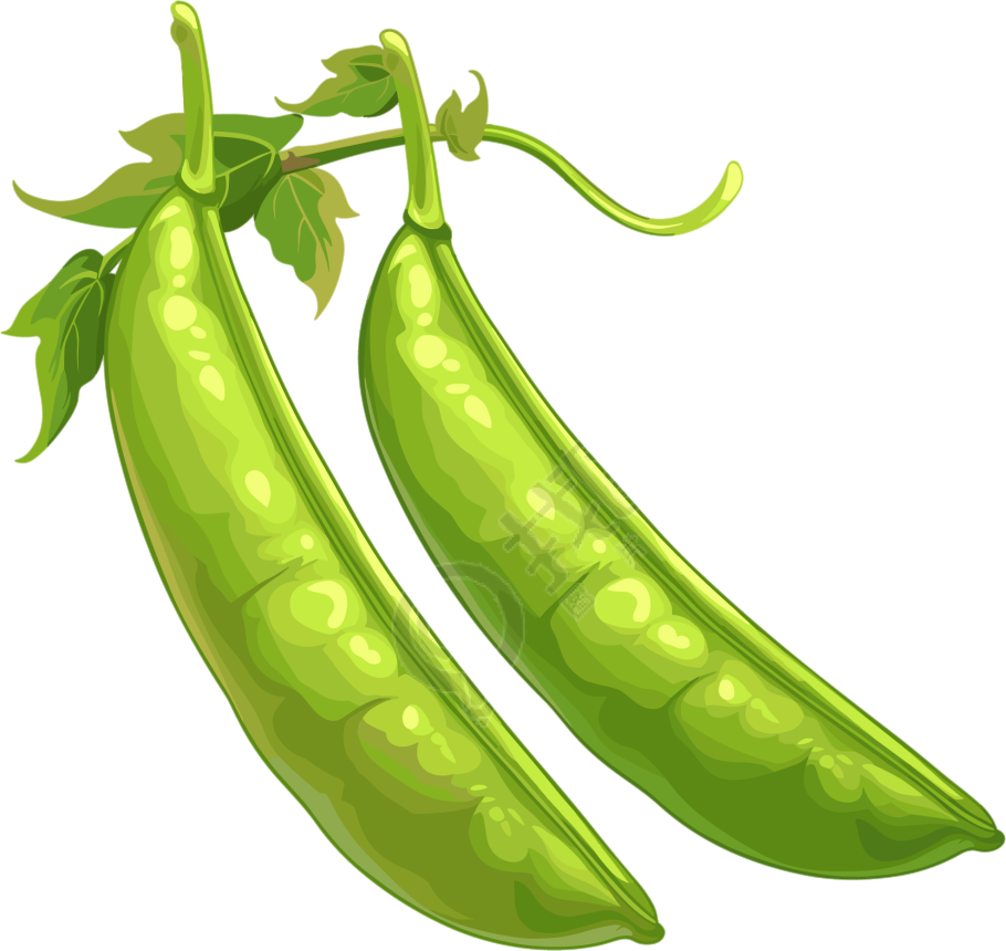 扁豆透明背景插画