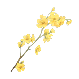 小花可商用插画