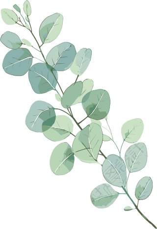 尤加利叶水彩植物插图