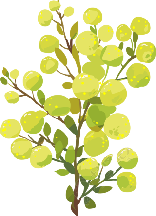 水彩植物简约插图