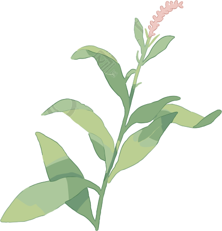 水彩植物简约风格插画