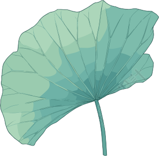 绿色荷叶夏天插画