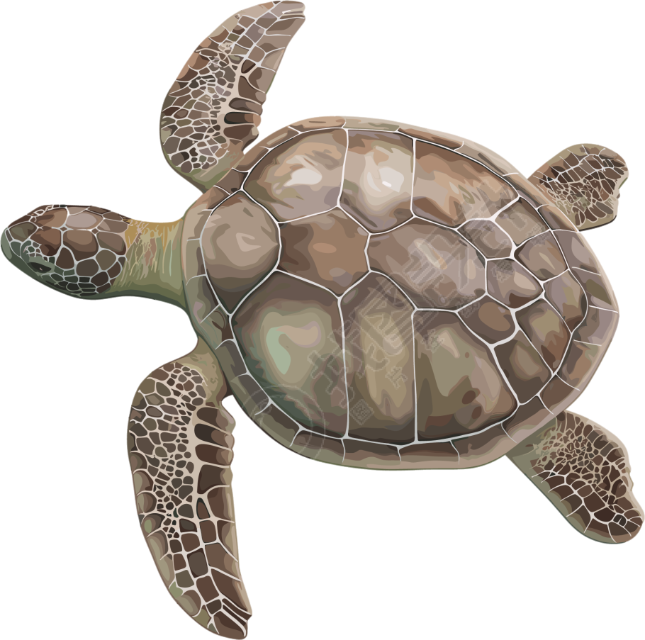 海龟珍稀动物插图