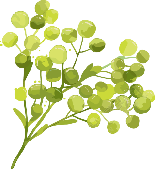 水彩植物草绿色素材
