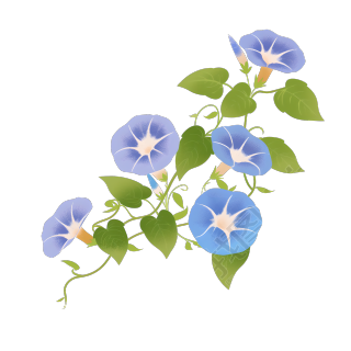 牵牛花简约风格素材