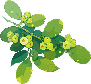 山楂水彩植物插图