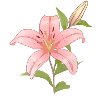 百合花插画设计