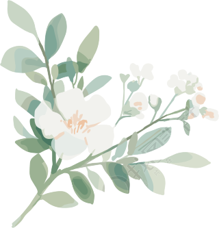 小白花水彩植物插画