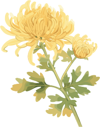 水彩菊花创意元素