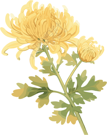 水彩菊花创意元素