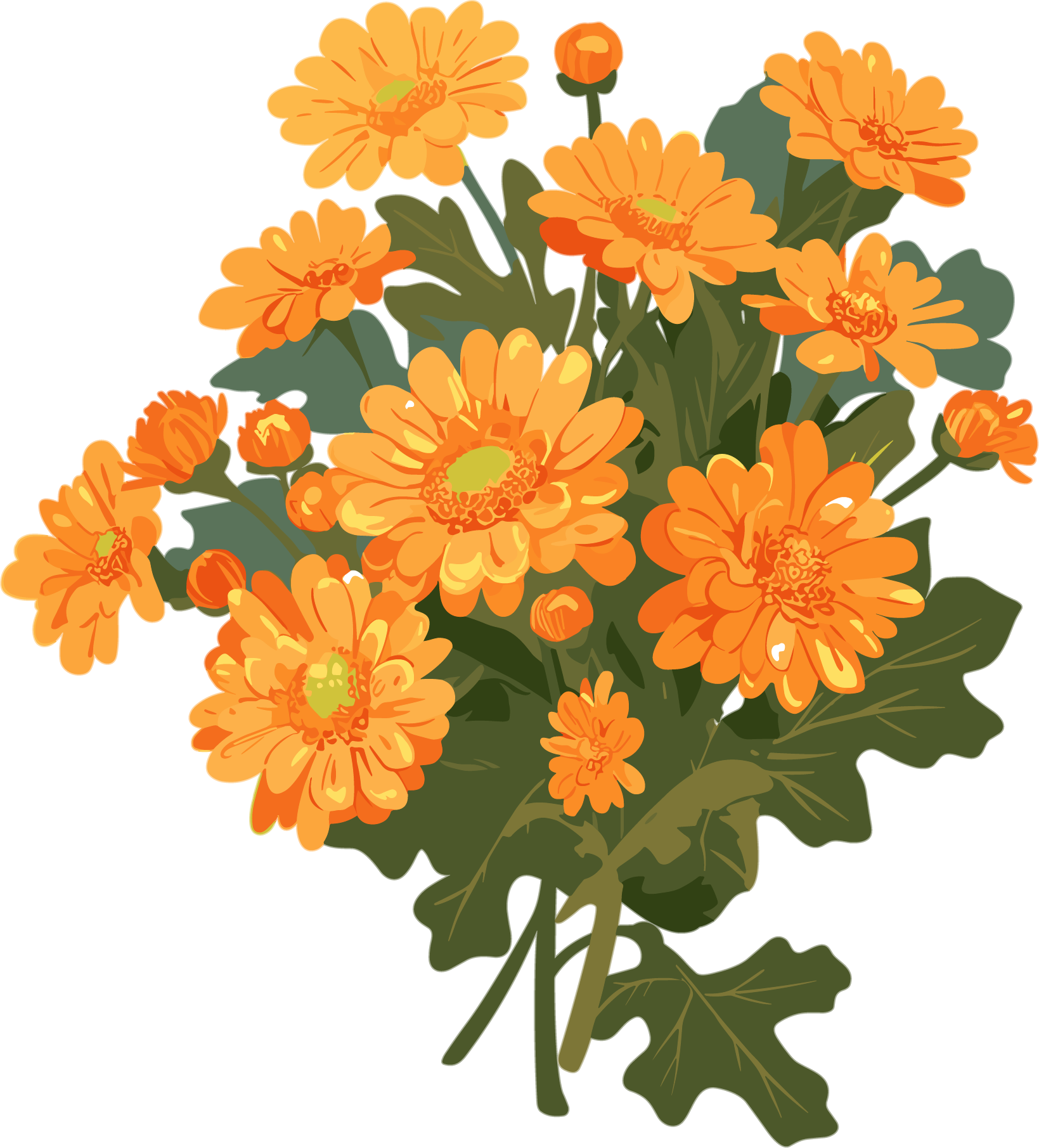水彩菊花插图
