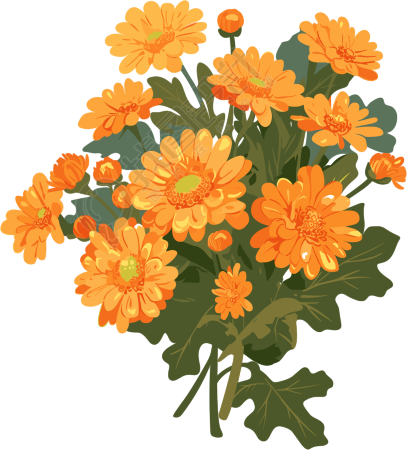 水彩菊花插图