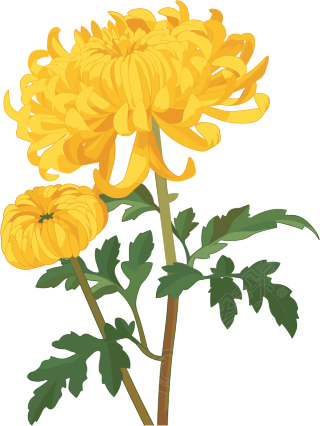 水彩菊花插画设计元素