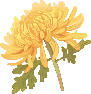 水彩菊花素材