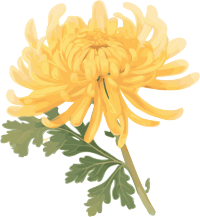 水彩菊花元素
