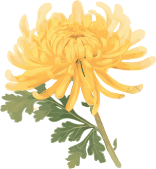 水彩菊花元素