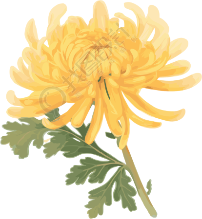 水彩菊花元素