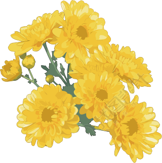 水彩菊花花束插图