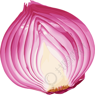 洋葱矢量插图