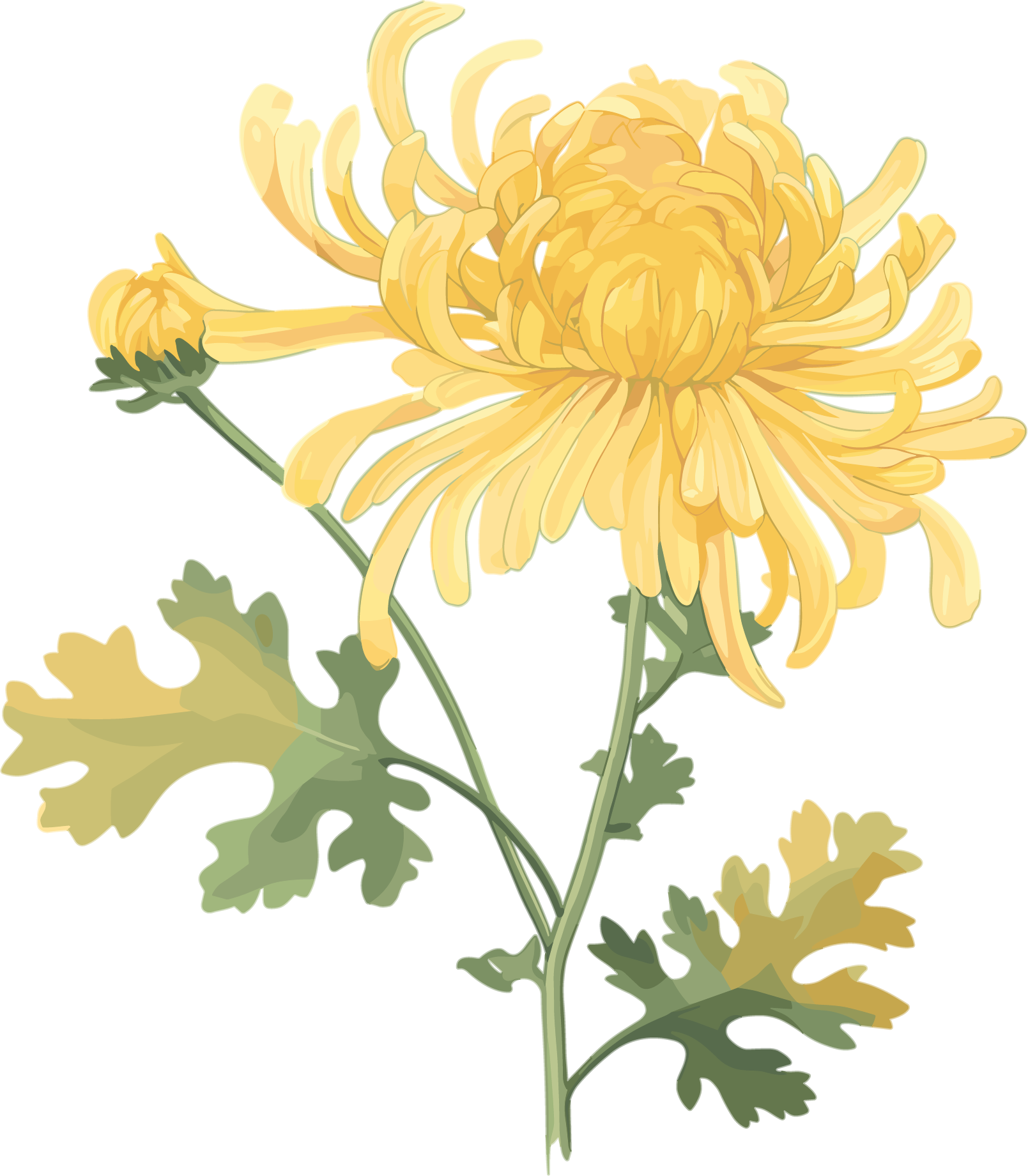 水彩菊花高清素材