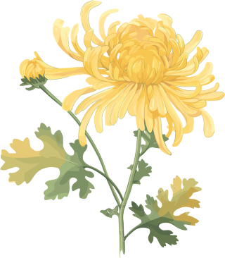 水彩菊花高清素材