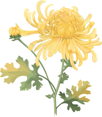 水彩菊花高清素材