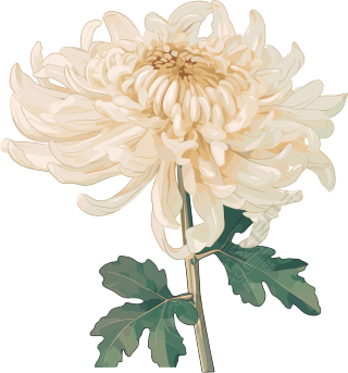 水彩菊花矢量插图