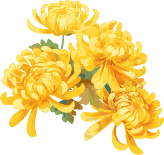 水彩菊花花瓣插画