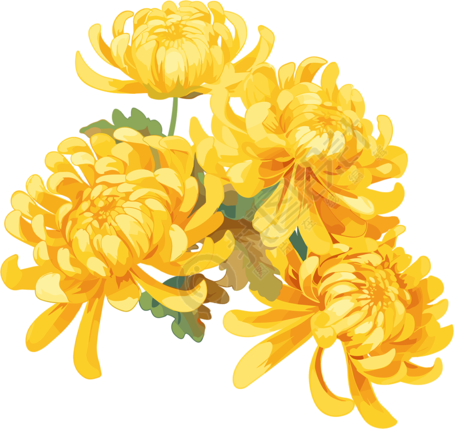 水彩菊花花瓣插画