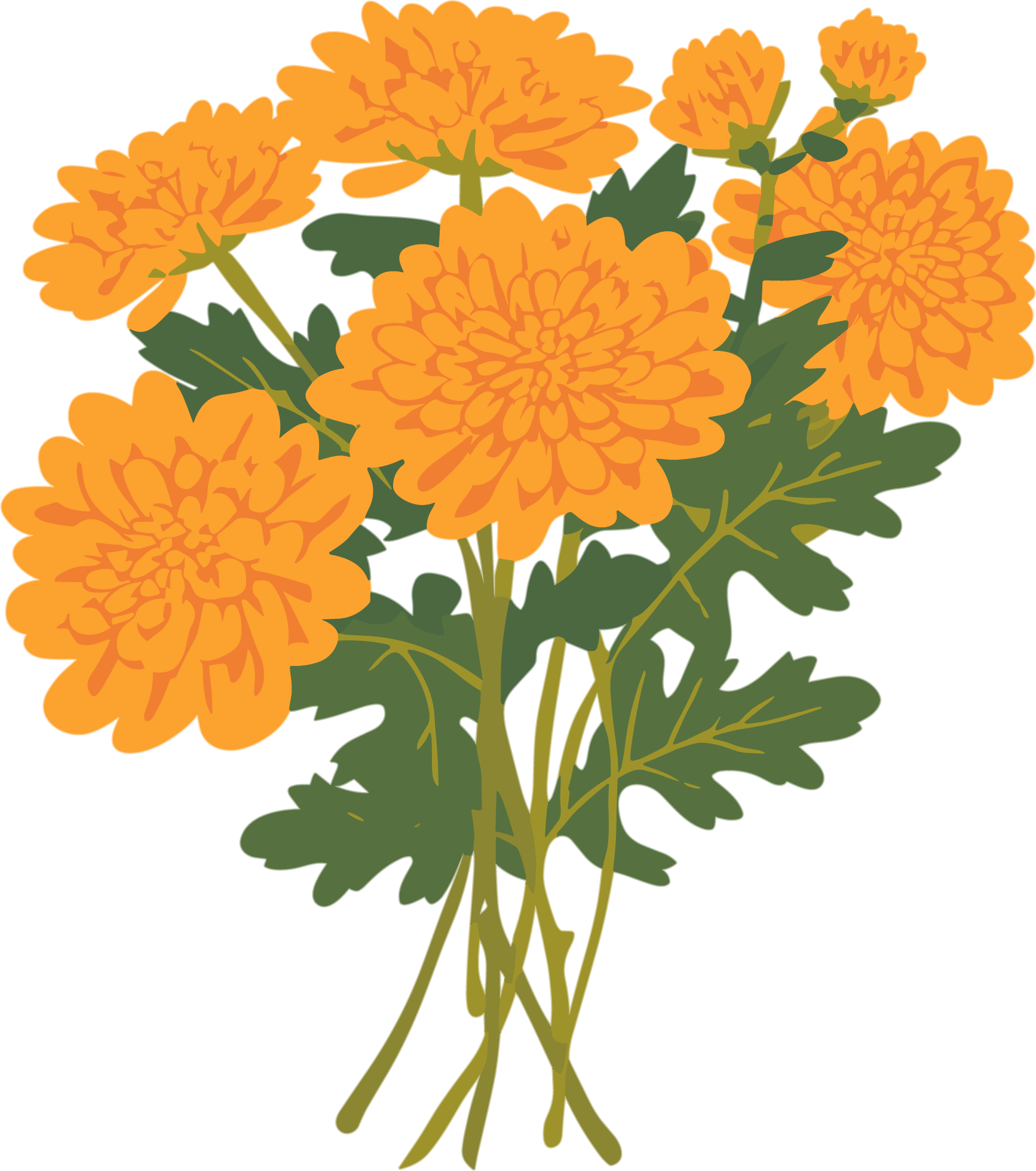 水彩菊花商用插画