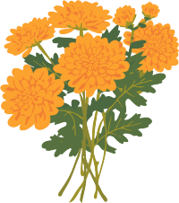 水彩菊花商用插画