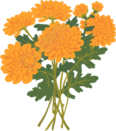 水彩菊花商用插画
