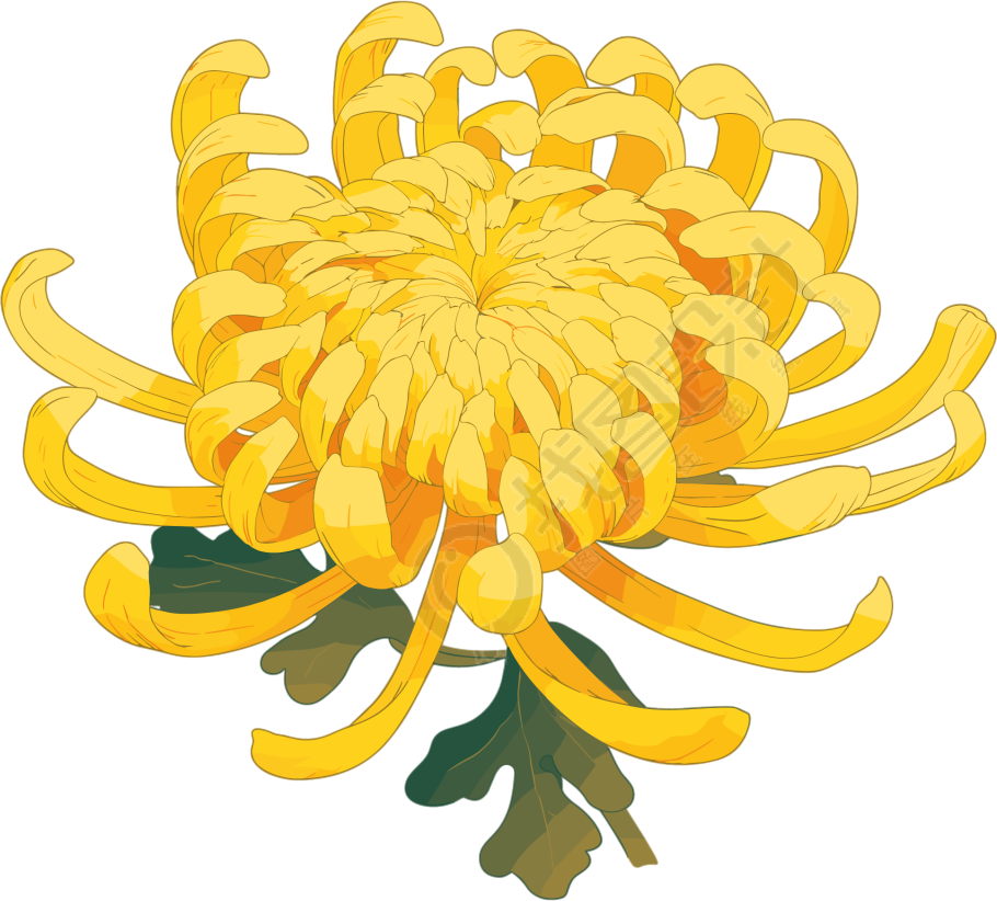 水彩菊花创意设计元素