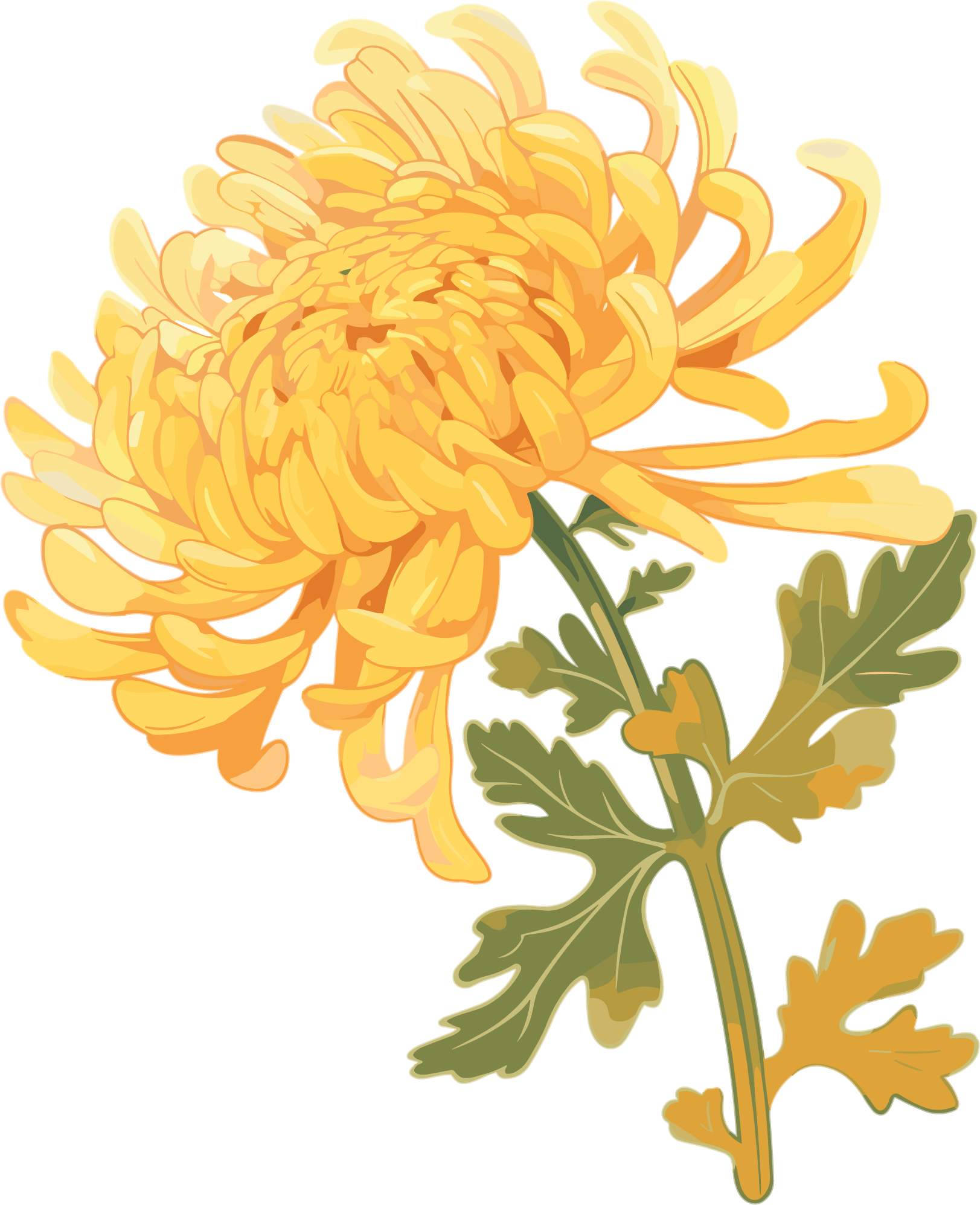 水彩菊花创意插图