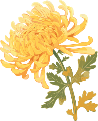 水彩菊花创意插图