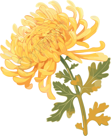 水彩菊花创意插图