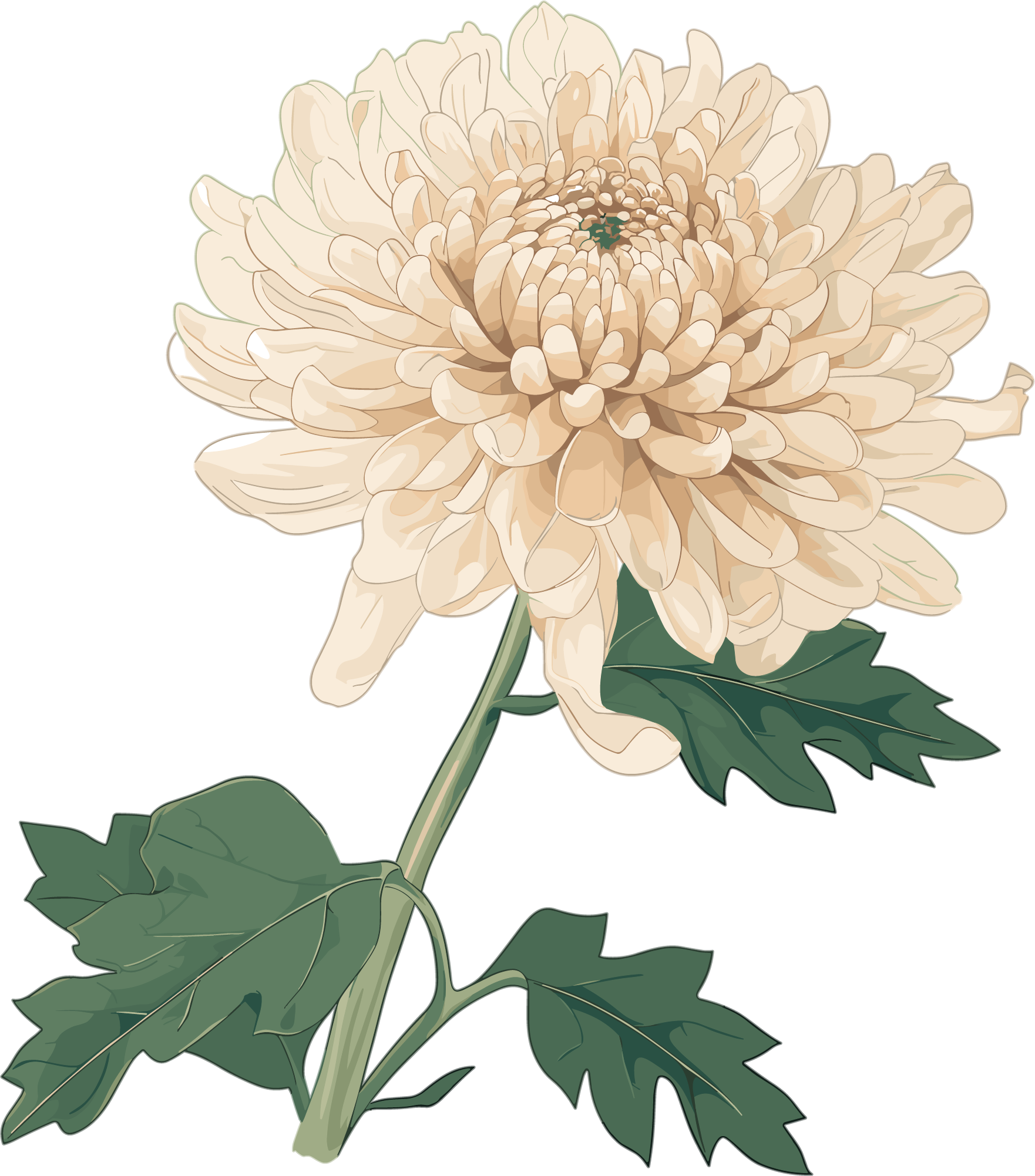 水彩菊花PNG图形素材
